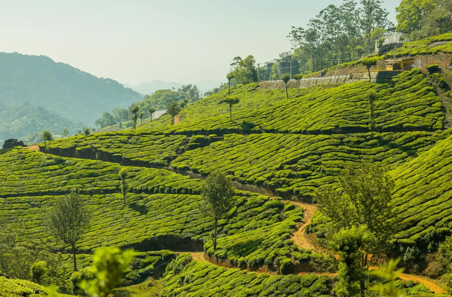 Munnar tea gardens — Munnar tour package, Kerala