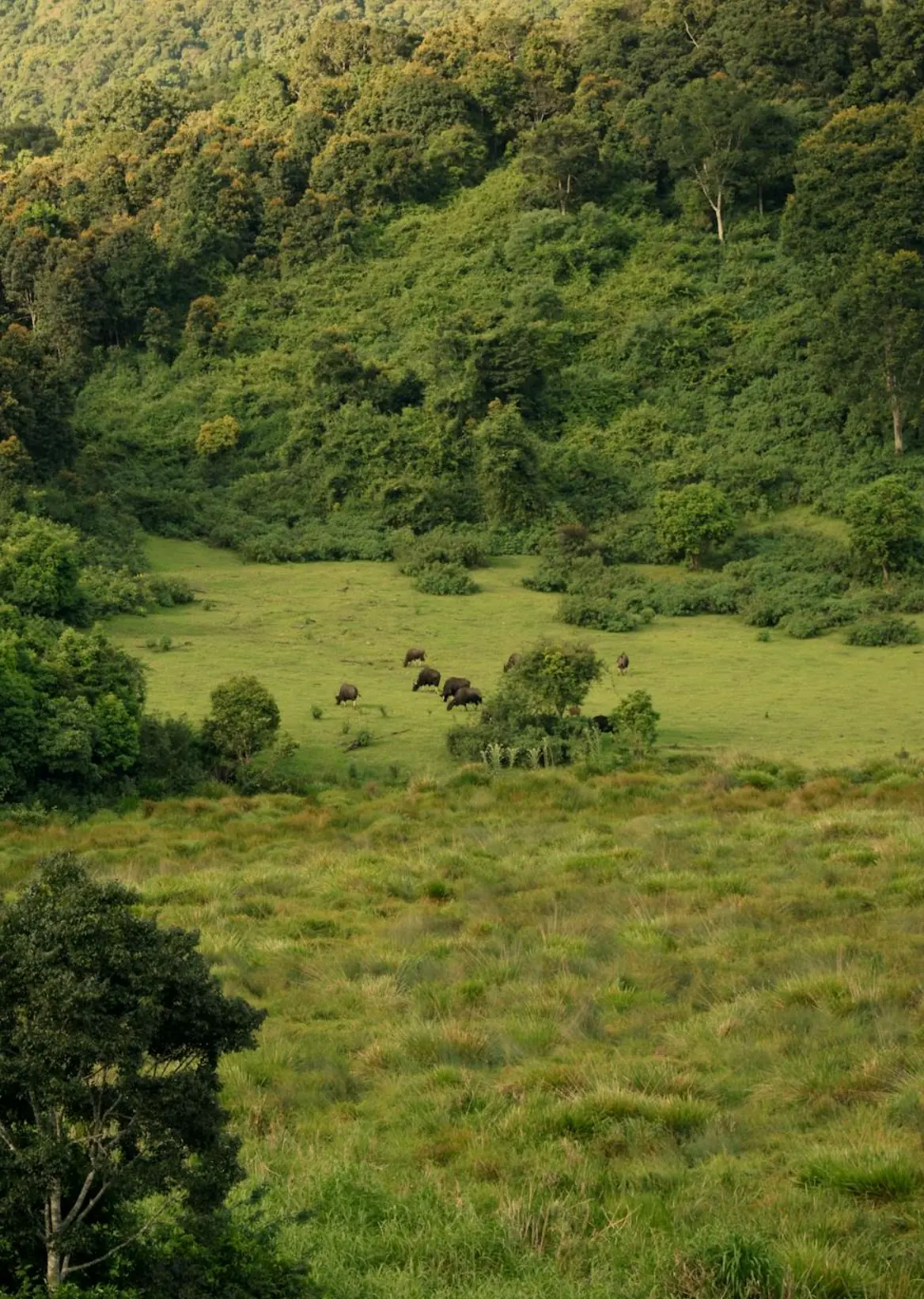 Wild gaur in a Periyar grassland, Thekkady, Kerala